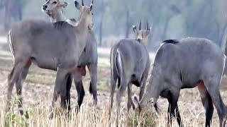 Wild Cows ready [upl. by Arvind]