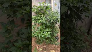 Bird eye chilli plantgarden harvesting [upl. by Culley]