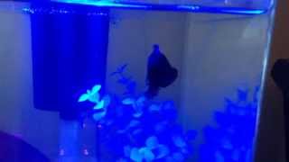 Male Betta Fish Flaring Full Flare [upl. by Aruat424]