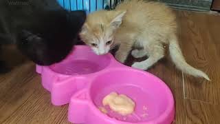 Cherrys First encounter with Rescued kitten Wanttono [upl. by Okeim]