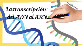 La TRANSCRIPCIÓN del ADN al ARN paso a paso [upl. by Renado]