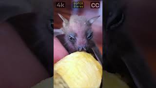 Baby Bat Eating Banana  Fruit Bat Sounds  Rescued Bat [upl. by Adyol433]