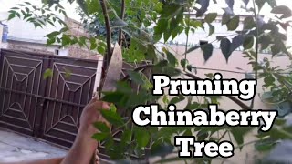 Pruning Of Chinaberry Tree  Chinaberry Tree  How to Prune Chinaberry Tree  Complete Guide [upl. by Garneau]