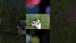 ZipADee Doo Dah doglover terriermix furbaby love dog doglove dogsofyoutube [upl. by Keefer]