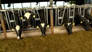 Dairy Farming Documentary [upl. by Phebe]