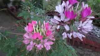 cleome spider flower [upl. by Barnet606]