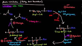 Fatty Acid Metabolism Part 5 of 8  Beta Oxidation [upl. by Reld714]