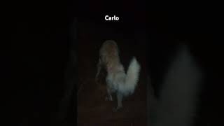 Carlo Wolk night me 🥰😃husky ytshortvideo [upl. by Necila474]