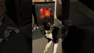 Archer assuming the position 🔥 woodburner dog shorts video [upl. by Matthias]