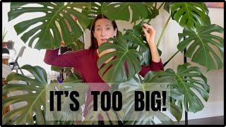 cutting down my GIANT Monstera Deliciosa  Taking Cuttings  Repotting  Feed amp Care Nicoles Garden [upl. by Arturo]