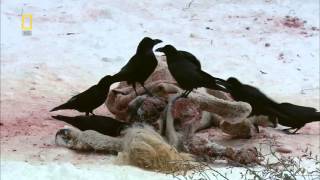 National Geographic Wild Russia Siberia HD Nature Documentary [upl. by Saduj]