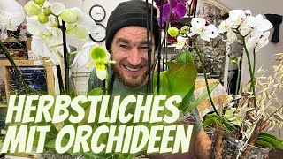 Orchideen amp Pflanzen ausdekoriert im Herbst [upl. by Alcot]