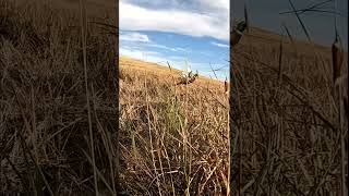 Ringnecked Pheasant takes flight nature birds [upl. by Zenas]