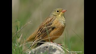 Ortolan bunting Emberiza hortulana Βλαχοτσίχλονο [upl. by Kcirdehs]