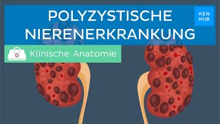 Polyzystische Nierenerkrankung Entstehung Symptome Behandlung  Kenhub [upl. by Wescott]