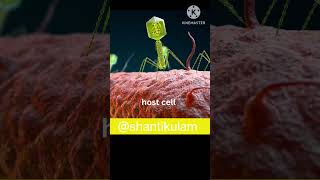 How Bacteriophage infect bacteria life cycle of bacteriophage neet2025 science compitativeexams [upl. by Cain]