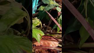 Found THIS in my new crested gecko enclosure [upl. by Cliffes]