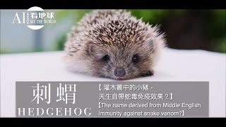 【Hedgehog  The name derived from Middle English Immunity against snake venom】 [upl. by Arta7]