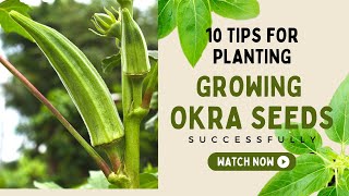 10 Tips for Planting and Growing Okra Seeds Successfully [upl. by Ahsien]