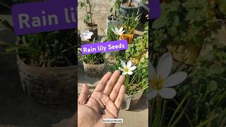 rain lily seeds  rain lily cross pollination gardeningtips shorts [upl. by Margreta]