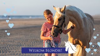 De nieuwe pony Blondie de eerste maand  Hart voor Paarden [upl. by Bausch795]