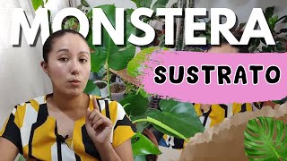 El MEJOR sustrato para tu MONSTERA [upl. by Eirac]