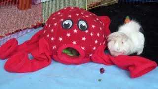 Guinea Pig vs Hedgehog Which One is Best for You Part I [upl. by Placido]