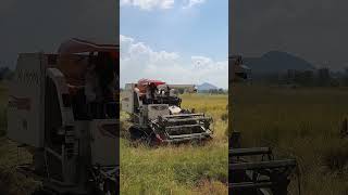 Harvesting Machine​ Video in 2024 RiceFarming FarmMachinery CheangDy ep18 [upl. by Nos361]