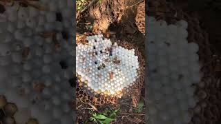 The wasp nest by the edge of the farm could be a problem it could sting someone wasp wildbees [upl. by Yolane]