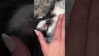 Zinc responsive dermatosis in huskies and sled dogs husky huskies [upl. by Mariya296]