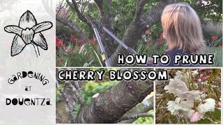 How and When to Prune Cherry Blossom Trees  Quick amp Easy Guide [upl. by Nunes]