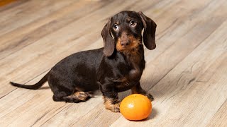 Dachshund wirehaired caninchen такса жесткошерстная кроличьяТюбик 5 m old [upl. by Ecyoj]