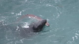 Grey Seal peels the skin off a Conger Eel [upl. by Sachiko]