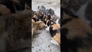 The feline family eats kibble [upl. by Kendricks576]