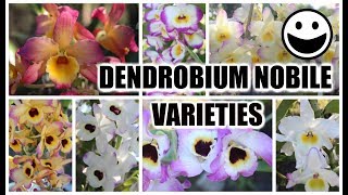 Dendrobium Nobile Varieties Identification amp Review Bloom Habits Variety of Color amp Fragrances [upl. by Eicul]