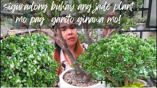 JADE PLANTMONEY PLANT SECRET TO KEEP THEM ALIVE  Crassula Ovata Plant Care Guide [upl. by Erdnad]