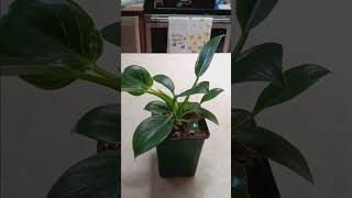 philodendron birkin houseplant care tutorial plants gardening garden plant houseplants [upl. by Mcgruter589]