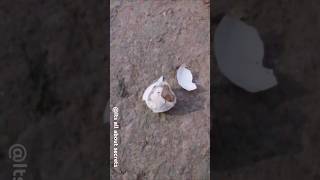 A Rare Kind Of Lizard youtube lizard western reptiles warm striped eggshell fast rare [upl. by Nahshunn]