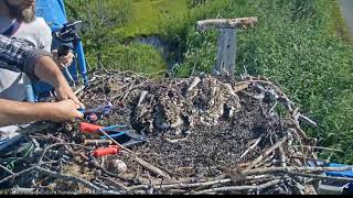 Barnegat Light Osprey Cam Banding  2019 07 01 08 12 33 615 [upl. by Einallem]