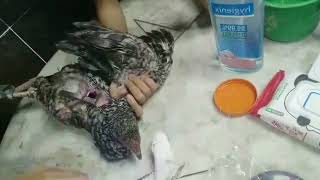 Animal Science  Caponizing of Chicken [upl. by Gusella]