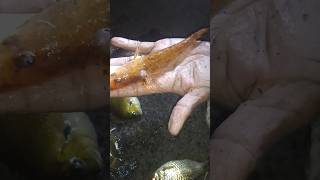 അബ്രാണി എന്ന പൊട്ടൻ മീൻ fishing subscribe [upl. by Anyahs]