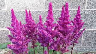 Astilbe A Beautiful LongLasting Shade Garden Plant [upl. by Ettebab]