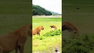 Hyena vs Lion The battle for supremacy on the savanna remix animals shorts [upl. by Lledner7]