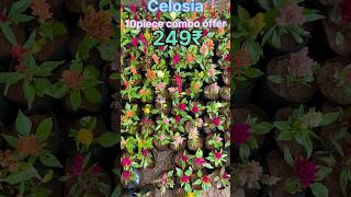 Celosia plant for sale Wsp 9745151946 naturegarden onlinesale viralvideo trending [upl. by Eihtur203]