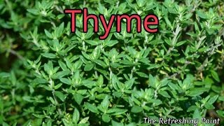 Thyme and Thyme Tea Benefits for Health Hair and Skin  One of Natures Top Antioxidant Herbs [upl. by Jews]