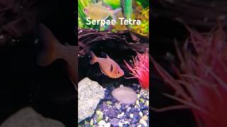 Serpae Tetra fish tetrafish tetras aquarium red fishkeeping aquascapers nanoaquarium serpae [upl. by Sebastiano445]