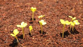 小青菜從種子到植物延時攝影視頻 Bok Choy Seed To Plant Time Lapse [upl. by Christian]