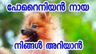 Pomeranian dog breed information ECO OWN MEDIA Malayalam 2018 [upl. by Acinorej]