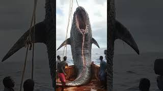 Most Bizarre Sea Creatures EVER Found by Fishermen [upl. by Lulita]