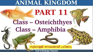 Animal KingdomPart 11Class Osteichthyes Class AmbhibiaClass 11ZoologyKerala HSEBiju TL [upl. by Angelique]